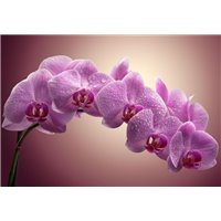 Портреты картины репродукции на заказ - Розовая орхидея - Фотообои цветы|орхидеи