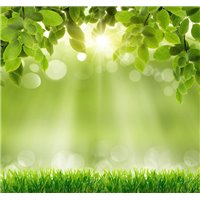 Портреты картины репродукции на заказ - Зелёные листья и трава - Фотообои Фоны и текстуры|природа