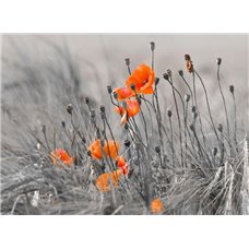 Картина на холсте по фото Модульные картины Печать портретов на холсте Красные маки в поле - Фотообои цветы|маки