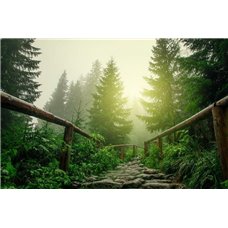Картина на холсте по фото Модульные картины Печать портретов на холсте Лесная дорога - Фотообои природа|деревья и травы
