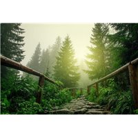 Портреты картины репродукции на заказ - Лесная дорога - Фотообои природа|деревья и травы