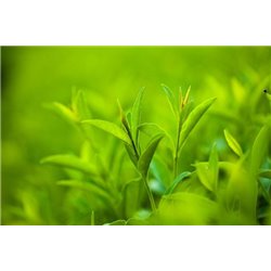 Листья чая - Фотообои цветы|листья - Модульная картины, Репродукции, Декоративные панно, Декор стен