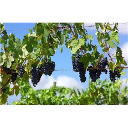 Виноградная лоза - Фотообои природа|деревья и травы - Модульная картины, Репродукции, Декоративные панно, Декор стен