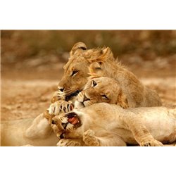 Львицы - Фотообои Животные|львы - Модульная картины, Репродукции, Декоративные панно, Декор стен