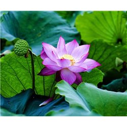 Водная лилия - Фотообои цветы|кувшинки - Модульная картины, Репродукции, Декоративные панно, Декор стен
