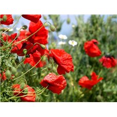 Картина на холсте по фото Модульные картины Печать портретов на холсте Маковое поле - Фотообои цветы|маки