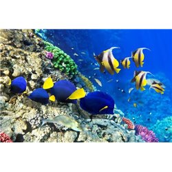 Подводный мир - Фотообои Животные|морской мир - Модульная картины, Репродукции, Декоративные панно, Декор стен