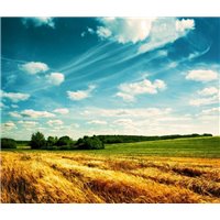 Портреты картины репродукции на заказ - Поле колосьев - Фотообои природа|поля