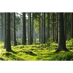 Лесная чаща - Фотообои природа|лес - Модульная картины, Репродукции, Декоративные панно, Декор стен