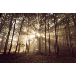 Свет в лесу - Фотообои природа|лес - Модульная картины, Репродукции, Декоративные панно, Декор стен