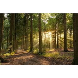 Чаща леса - Фотообои природа|лес - Модульная картины, Репродукции, Декоративные панно, Декор стен