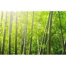 Картина на холсте по фото Модульные картины Печать портретов на холсте Бамбук - Фотообои природа|бамбук