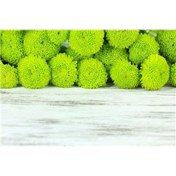 Зеленые хризантемы - Фотообои цветы|другие - Модульная картины, Репродукции, Декоративные панно, Декор стен