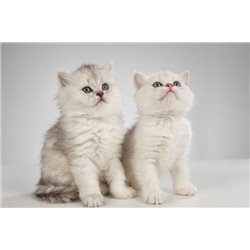 Котята - Фотообои Животные|коты - Модульная картины, Репродукции, Декоративные панно, Декор стен