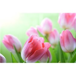 Розовые тюльпаны - Фотообои цветы|тюльпаны - Модульная картины, Репродукции, Декоративные панно, Декор стен