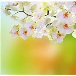 Веточка белых цветов - Фотообои цветы|анютины глазки - Модульная картины, Репродукции, Декоративные панно, Декор стен