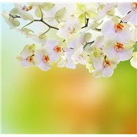 Веточка белых цветов - Фотообои цветы|анютины глазки