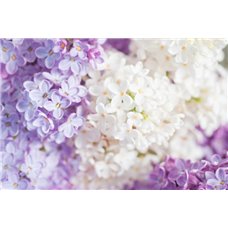 Картина на холсте по фото Модульные картины Печать портретов на холсте Цветы сирени - Фотообои цветы|сирень