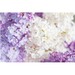 Цветы сирени - Фотообои цветы|сирень - Модульная картины, Репродукции, Декоративные панно, Декор стен