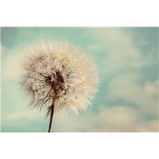 Картина на холсте по фото Модульные картины Печать портретов на холсте Одинокий одуванчик - Фотообои цветы|одуванчик