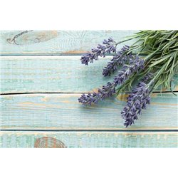Лаванда - Фотообои цветы|лаванды - Модульная картины, Репродукции, Декоративные панно, Декор стен