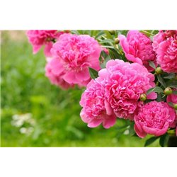 Куст пионов - Фотообои цветы - Модульная картины, Репродукции, Декоративные панно, Декор стен