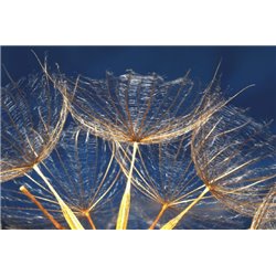 Одуванчик - Фотообои цветы|одуванчик - Модульная картины, Репродукции, Декоративные панно, Декор стен