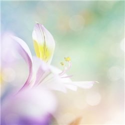 Цветочное настроение - Фотообои цветы|другие - Модульная картины, Репродукции, Декоративные панно, Декор стен
