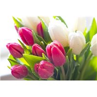 Портреты картины репродукции на заказ - Букет розовых и белых тюльпанов - Фотообои цветы|тюльпаны