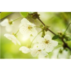 Картина на холсте по фото Модульные картины Печать портретов на холсте Вишневый цвет - Фотообои цветы|цветущие деревья