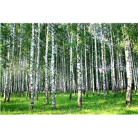 Портреты картины репродукции на заказ - Березовый лес - Фотообои природа|лес