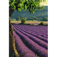 Портреты картины репродукции на заказ - Дерево на лавандовом поле - Фотообои природа|деревья и травы