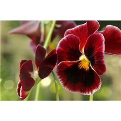 Бардовые цветы - Фотообои цветы|анютины глазки - Модульная картины, Репродукции, Декоративные панно, Декор стен