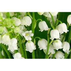 Белый ландыш - Фотообои цветы|ландыши - Модульная картины, Репродукции, Декоративные панно, Декор стен