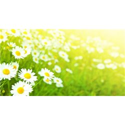 Солнечная композиция - Фотообои цветы|ромашки - Модульная картины, Репродукции, Декоративные панно, Декор стен