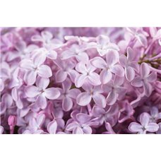 Картина на холсте по фото Модульные картины Печать портретов на холсте Весеннее настроение - Фотообои цветы|сирень