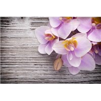 Портреты картины репродукции на заказ - Цветочные мотивы - Фотообои цветы
