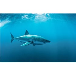 Акула - Фотообои на двери - Модульная картины, Репродукции, Декоративные панно, Декор стен