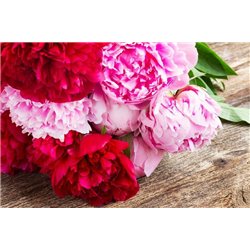 Разноцветные пионы - Фотообои цветы|пионы - Модульная картины, Репродукции, Декоративные панно, Декор стен