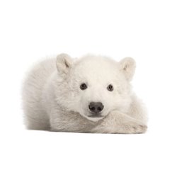 Полярный медвежонок - Фотообои Животные|медведи - Модульная картины, Репродукции, Декоративные панно, Декор стен
