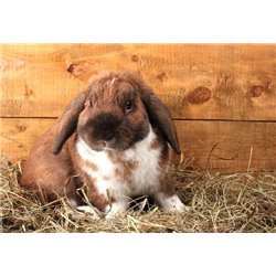 Кролик в сене - Фотообои Животные|кролики - Модульная картины, Репродукции, Декоративные панно, Декор стен
