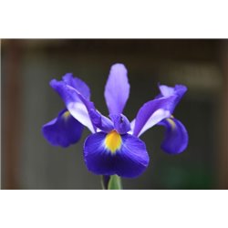 Большой ирис - Фотообои цветы|ирисы - Модульная картины, Репродукции, Декоративные панно, Декор стен