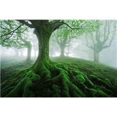 Картина на холсте по фото Модульные картины Печать портретов на холсте Корни дерева - Фотообои Расширяющие пространство