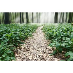 Густой лес - Фотообои Расширяющие пространство - Модульная картины, Репродукции, Декоративные панно, Декор стен