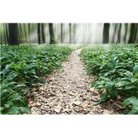 Портреты картины репродукции на заказ - Густой лес - Фотообои Расширяющие пространство