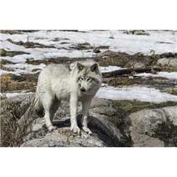Молодой охотник - Фотообои Животные|волки - Модульная картины, Репродукции, Декоративные панно, Декор стен