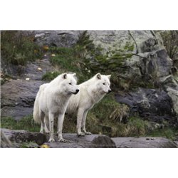 Красивая пара - Фотообои Животные|волки - Модульная картины, Репродукции, Декоративные панно, Декор стен