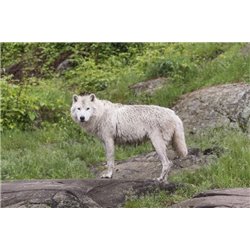 Мокрый волк - Фотообои Животные|волки - Модульная картины, Репродукции, Декоративные панно, Декор стен