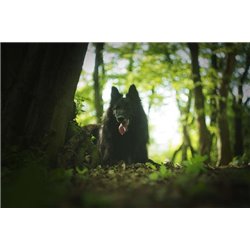 Волк у дерева - Фотообои Животные|волки - Модульная картины, Репродукции, Декоративные панно, Декор стен
