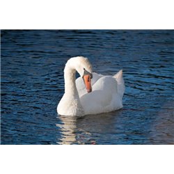 Лебедь на темной воде - Фотообои Животные|лебеди - Модульная картины, Репродукции, Декоративные панно, Декор стен